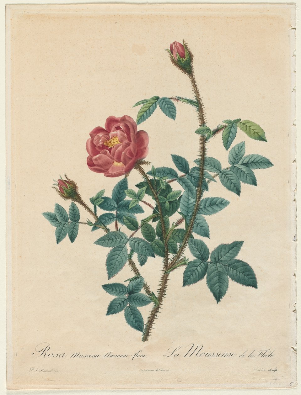Rosa Musgo de Henry Joseph Redouté