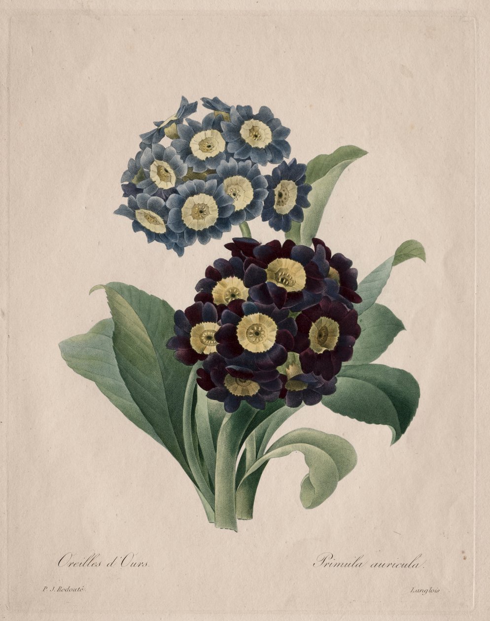 Primula aurícula de Henry Joseph Redouté