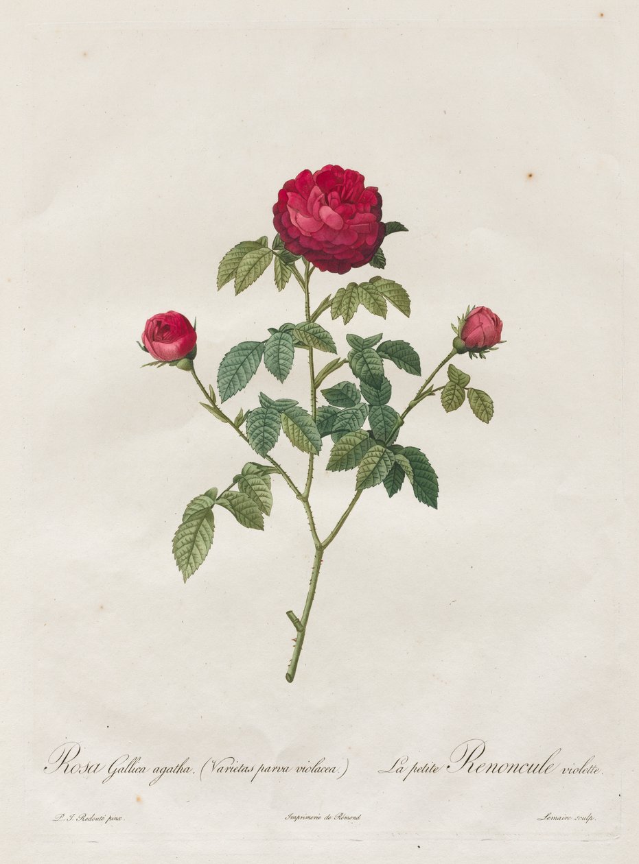 Provence ou rosa francesa de Henry Joseph Redouté