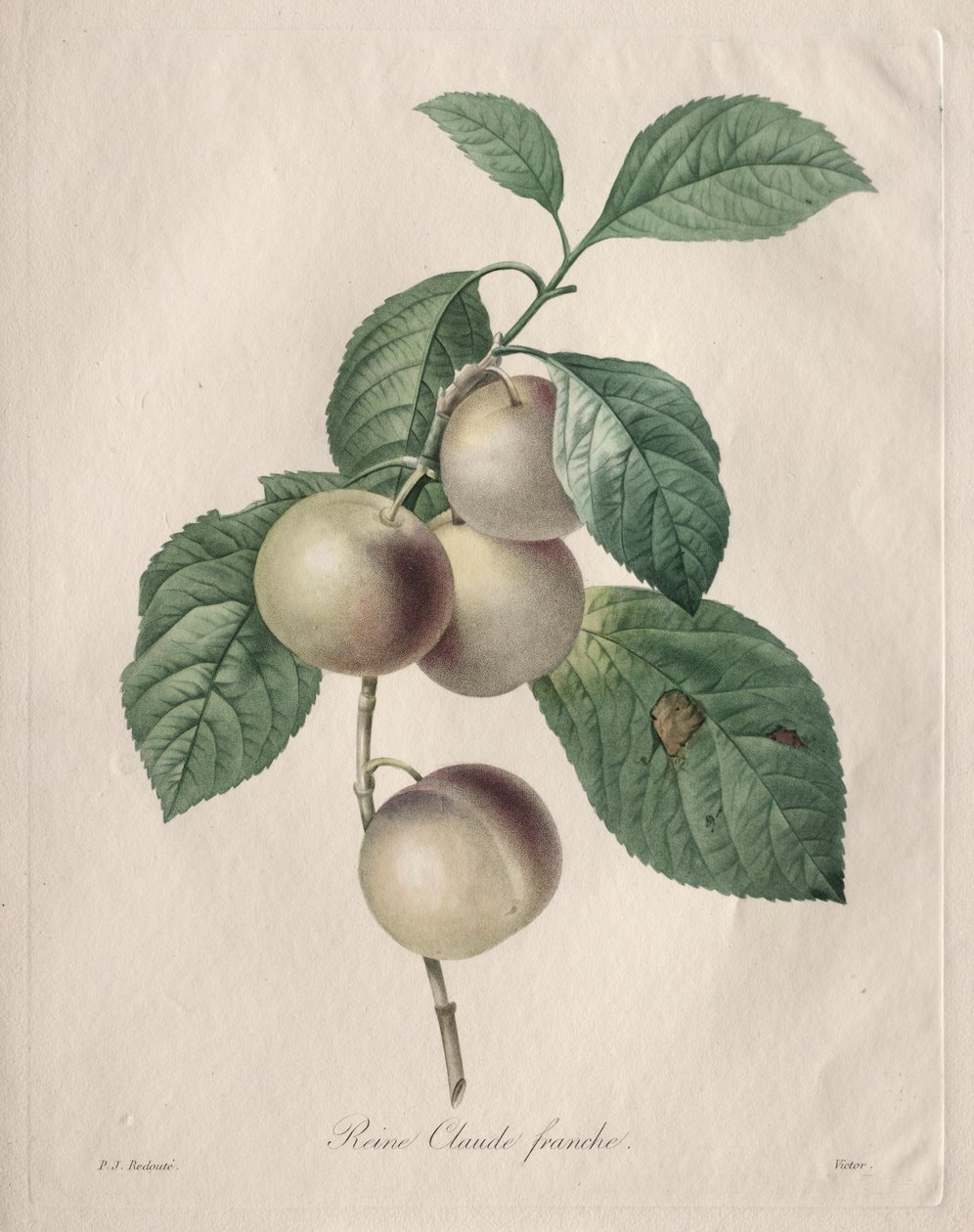 Reine Claude Plum de Henry Joseph Redouté