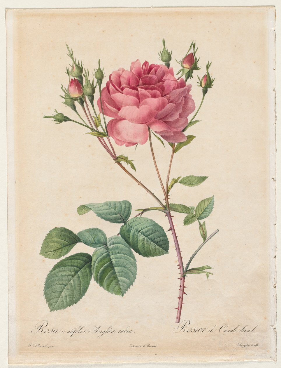 Rosa Centifólia Anglica Rubra de Henry Joseph Redouté