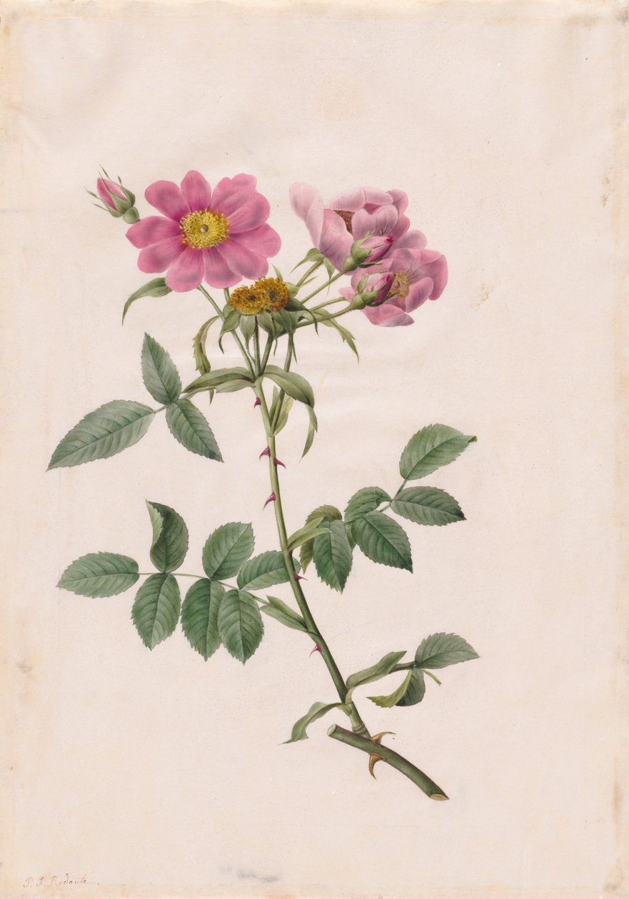 Morro Rosa Monsonian de Henry Joseph Redouté
