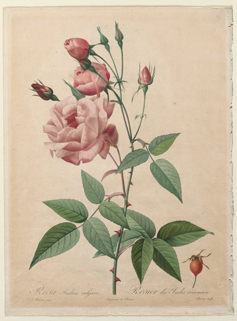 As Rosas: China ou Rosa de Bengala de Henry Joseph Redouté
