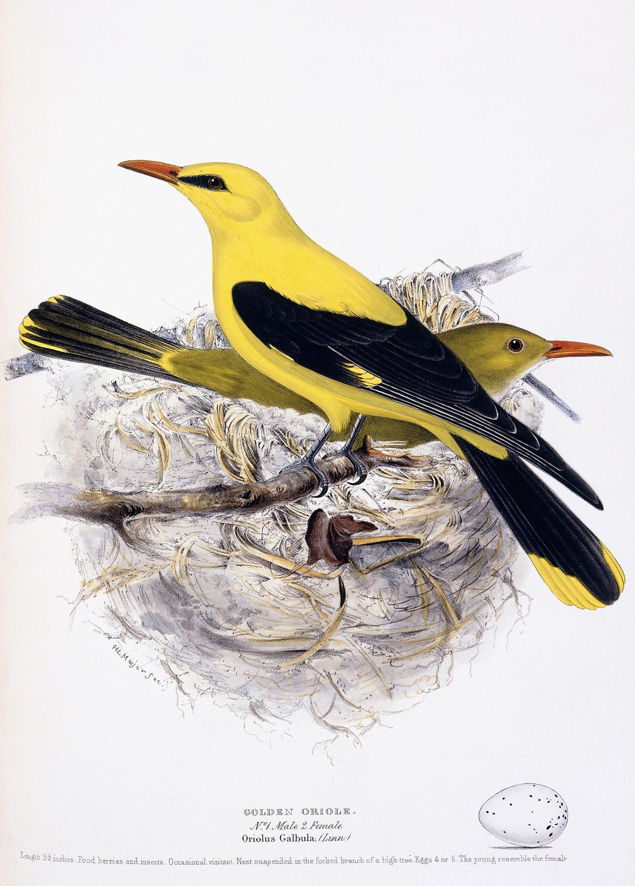 Oriole Dourado, 1835 de Henry Leonard Meyer
