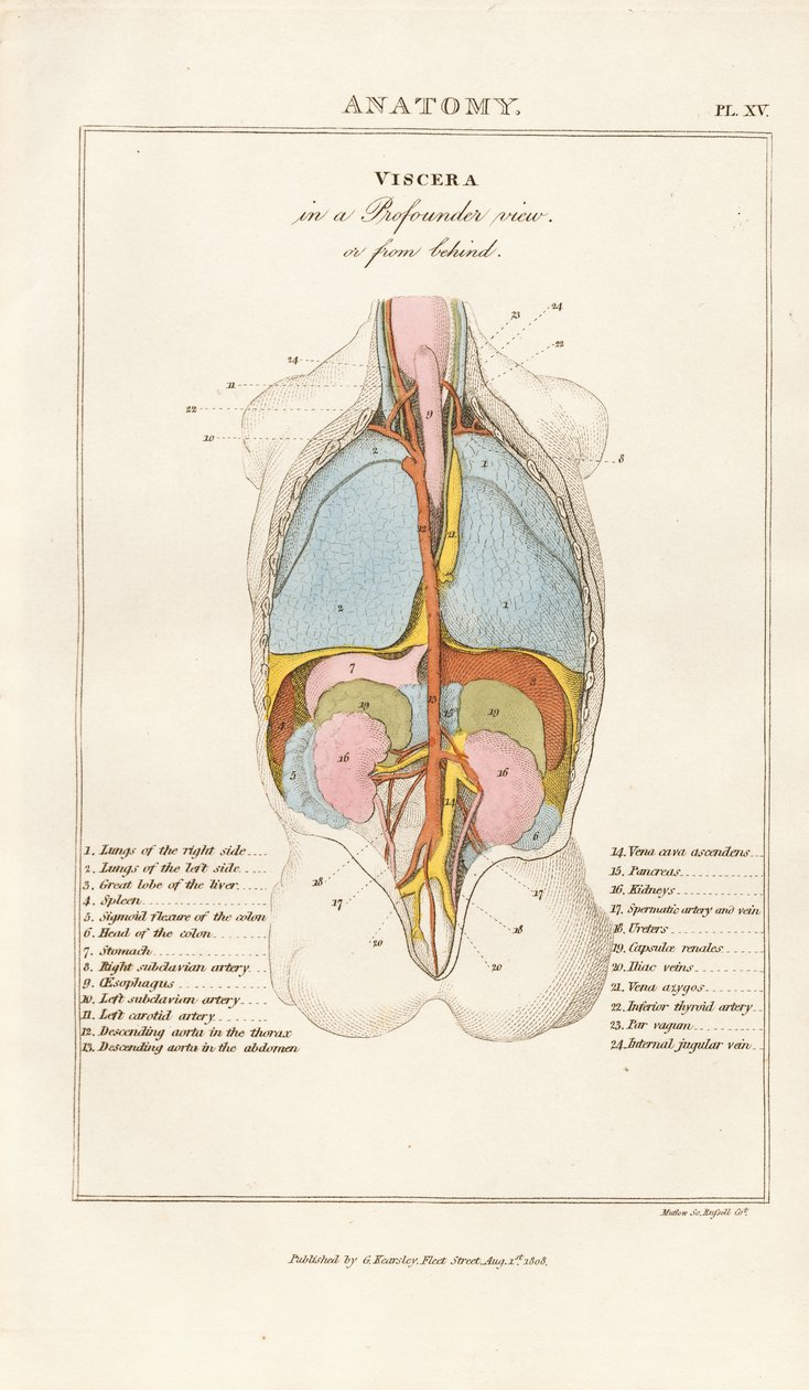 Vísceras humanas em vista posterior de Henry Mutlow