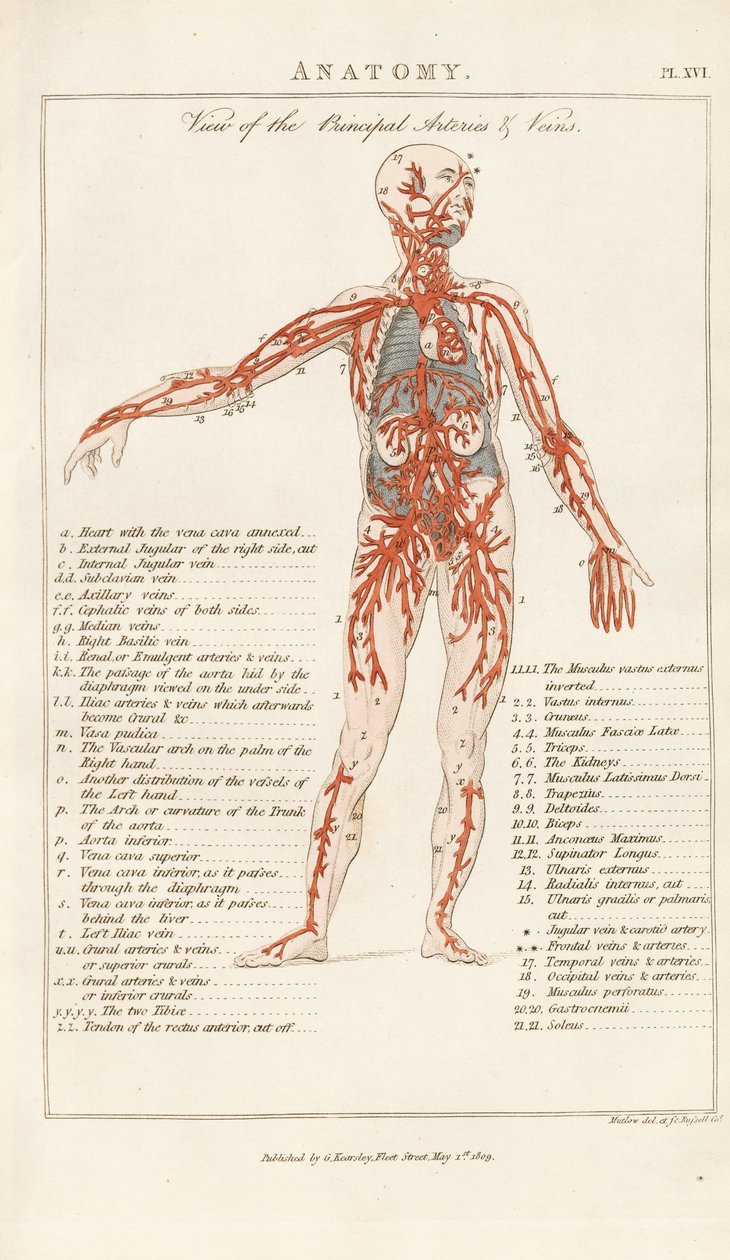 Vista das artérias e veias principais de Henry Mutlow