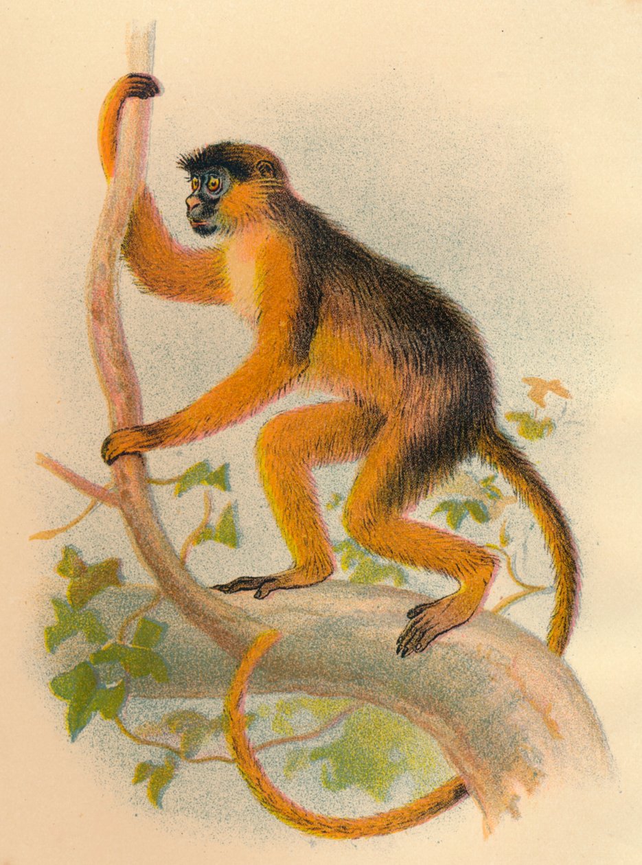 Baía Guereza, 1897 de Henry Ogg Forbes