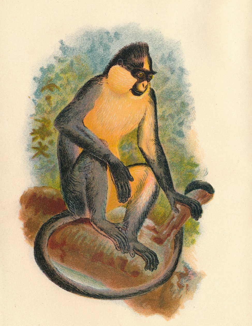 Everetts Langur, 1897 de Henry Ogg Forbes