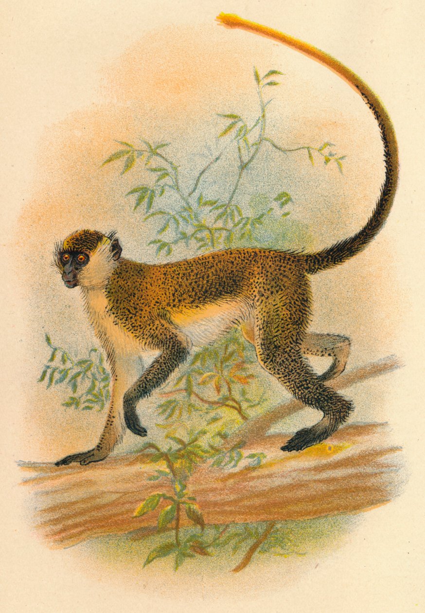 Guenon Verde, 1897 de Henry Ogg Forbes