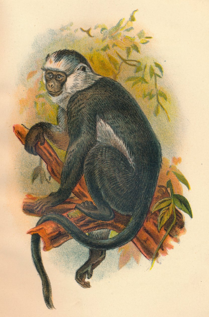 Mangueiras Langur, 1897 de Henry Ogg Forbes