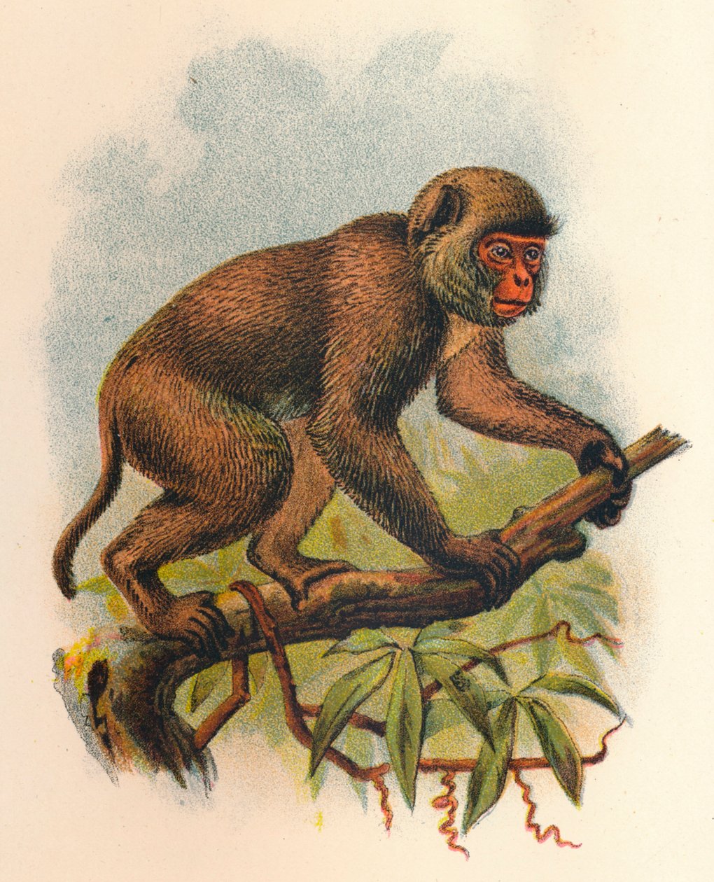 St. Johns Macaque, 1897 de Henry Ogg Forbes