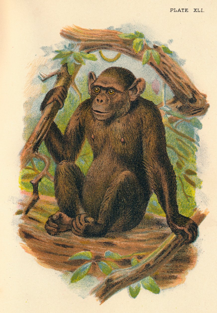 O chimpanzé careca, 1897 de Henry Ogg Forbes