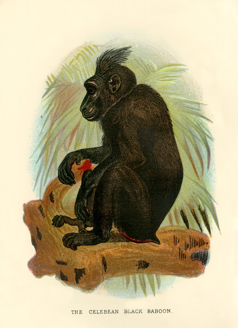 O babuíno preto celebean, 1896 de Henry Ogg Forbes