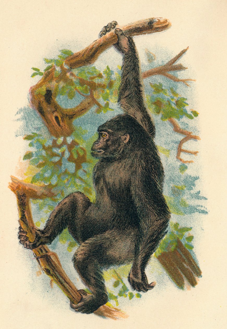 O gorila, 1897 de Henry Ogg Forbes