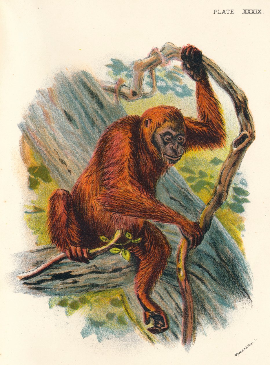 Orangotango, 1897 de Henry Ogg Forbes
