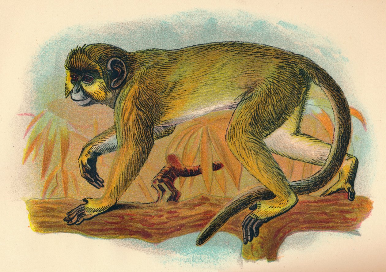 O Talapoin, 1897 de Henry Ogg Forbes