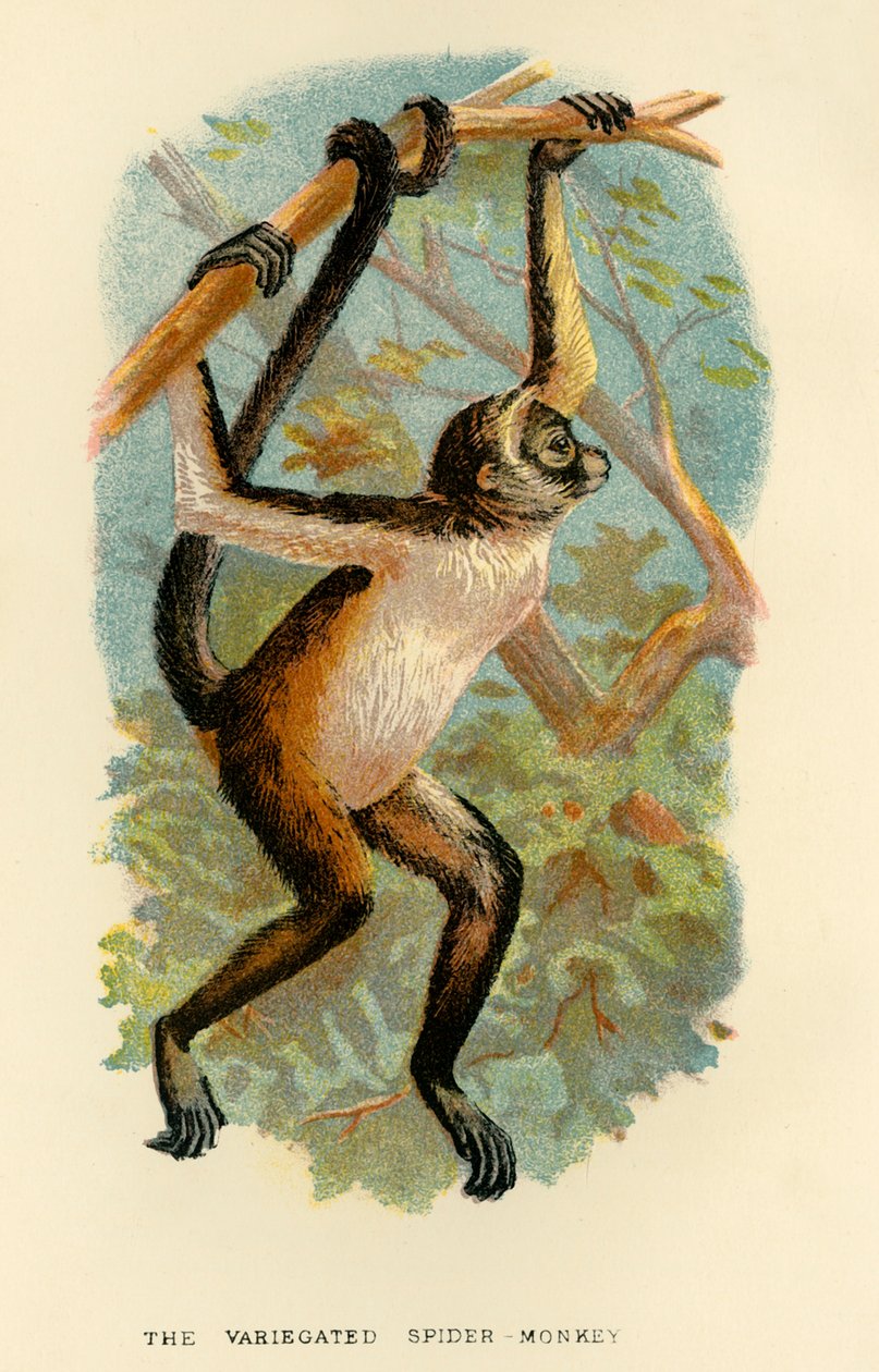 O Macaco-Aranha Variegado, 1896 de Henry Ogg Forbes