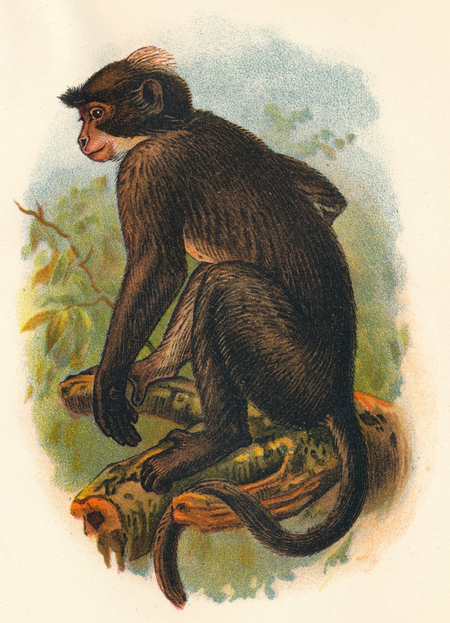 Mangabey coroado branco, 1897 de Henry Ogg Forbes
