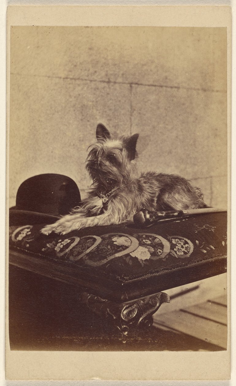 [Cão deitado em otomano, junto a um chapéu derby e bengala]. de Henry Pointer