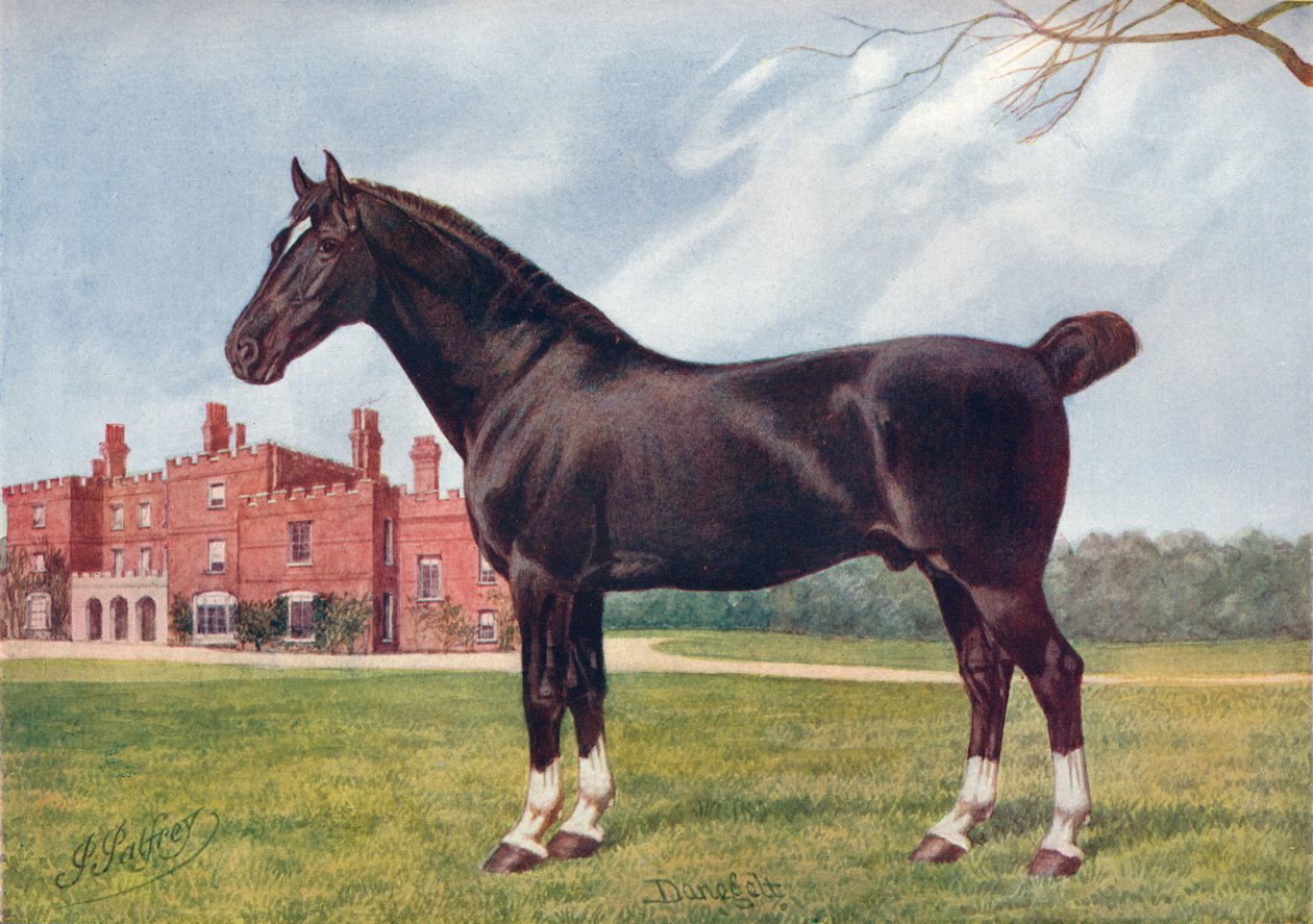 Garanhão Hackney Danegelt, c1905 c1910 de Henry Powell Palfrey