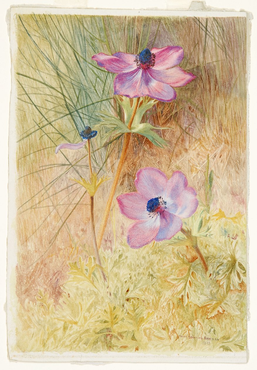 Anémonas silvestres florentinas de Henry Roderick Newman