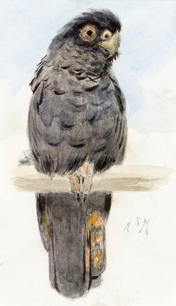 Uma cacatua negra, c.1890 de Henry Stacey Marks