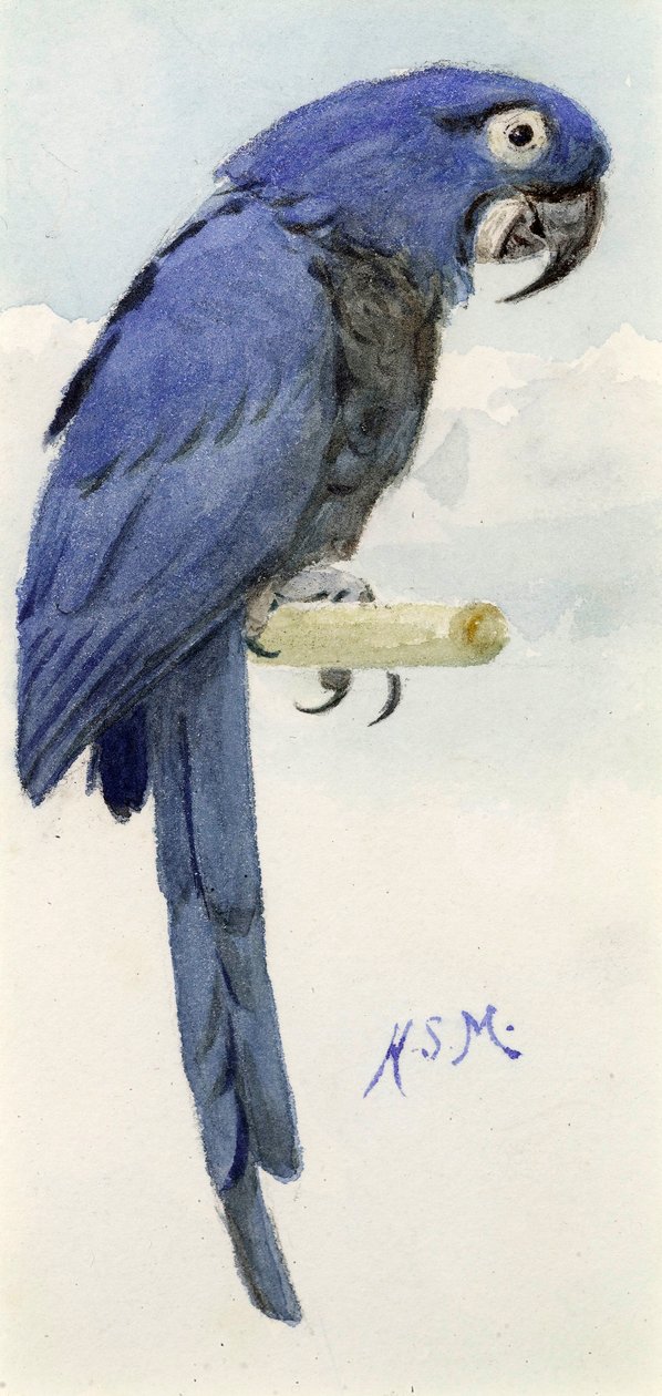 Arara azul, c.1890 de Henry Stacey Marks