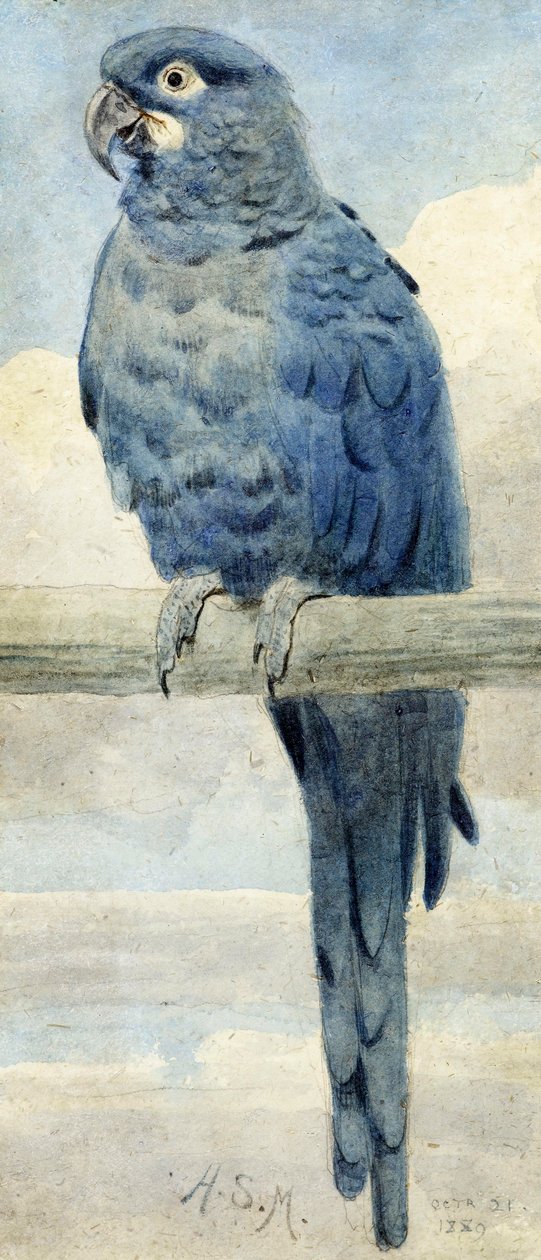Arara Jacinto, 1889 de Henry Stacey Marks