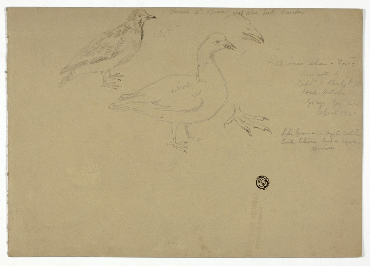 Esboços de pássaros de Henry Stacy Marks