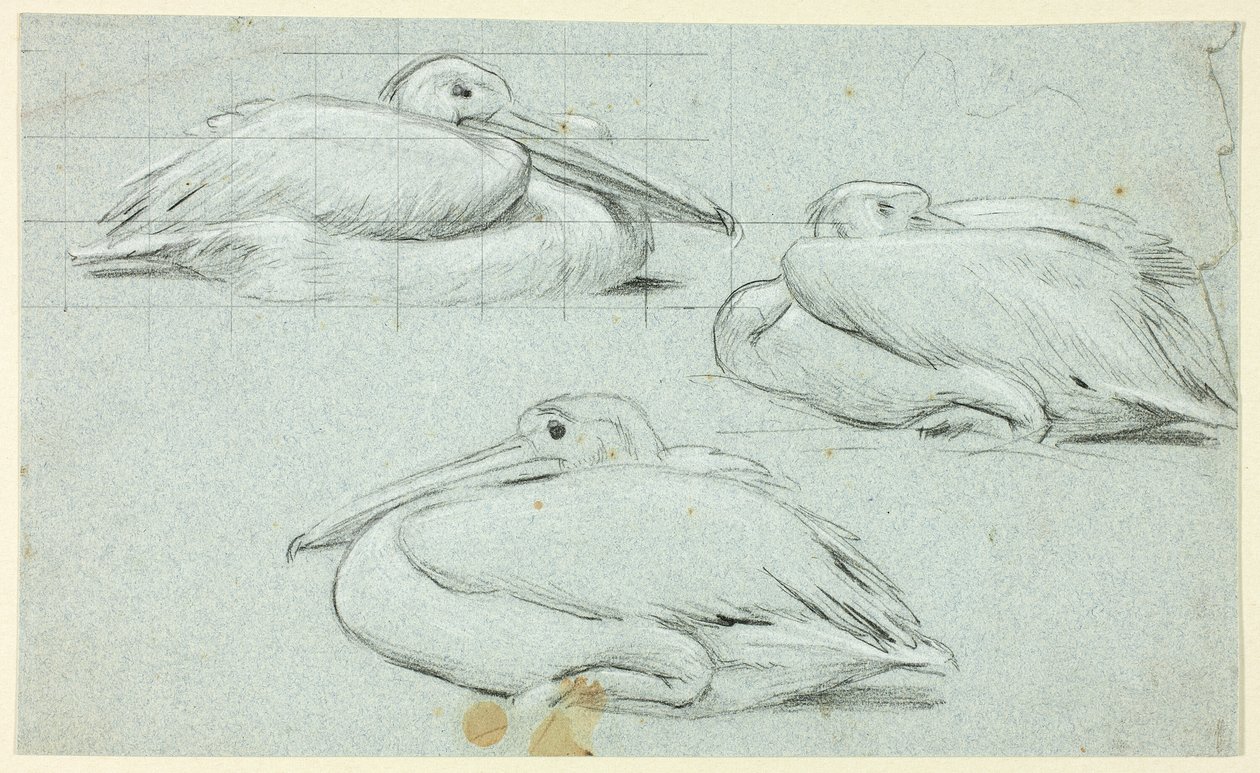 Três esboços de pelicanos de Henry Stacy Marks