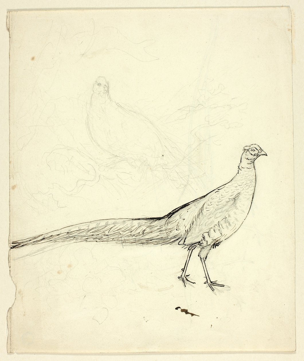 Dois esboços de faisão (anverso); esboço de faisão e nu feminino (verso) de Henry Stacy Marks