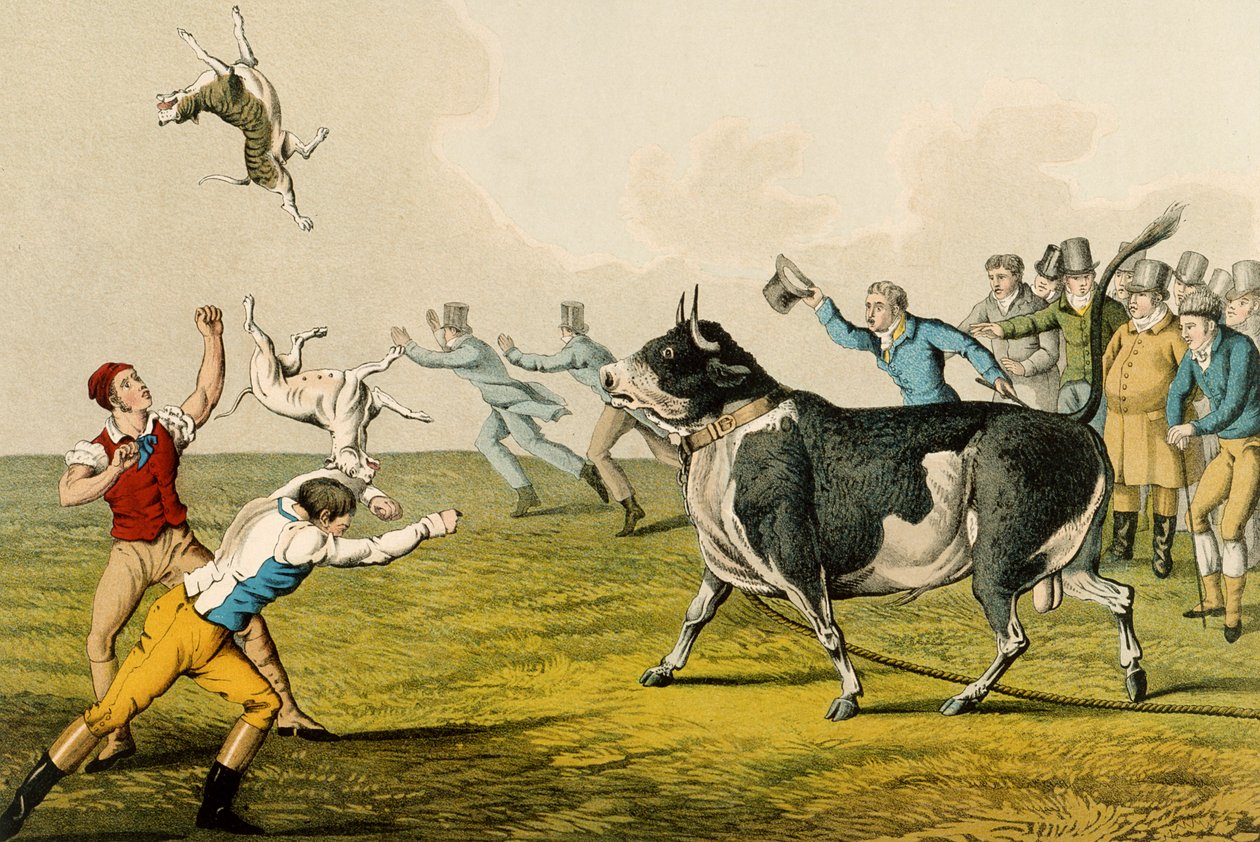 &39;Bull Baiting&39;, pub. por Thomas McLean, 1820, (impressão) de Henry Thomas Alken