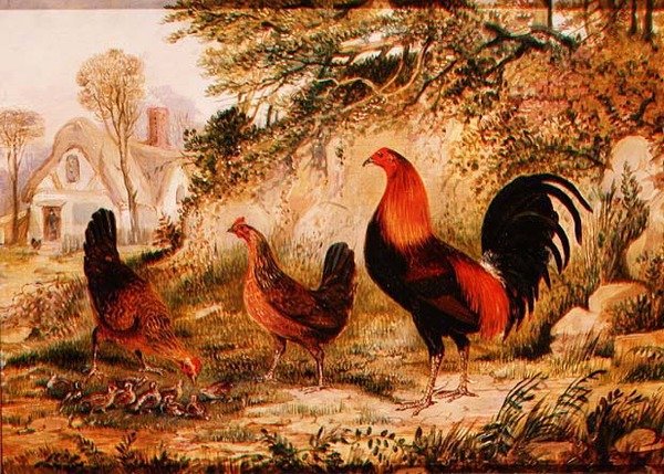 Cockerel, Galinhas e Pintos de Henry Thomas Alken