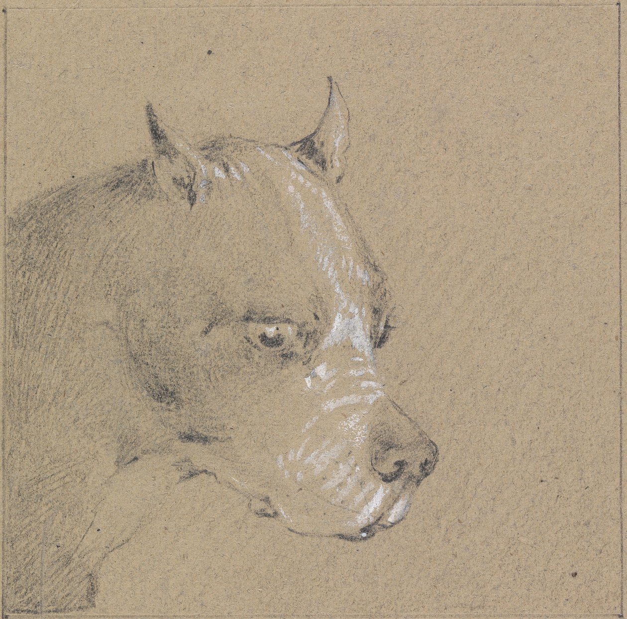 Cabeça e ombros de um cão boxer, perfil direito de Henry Thomas Alken