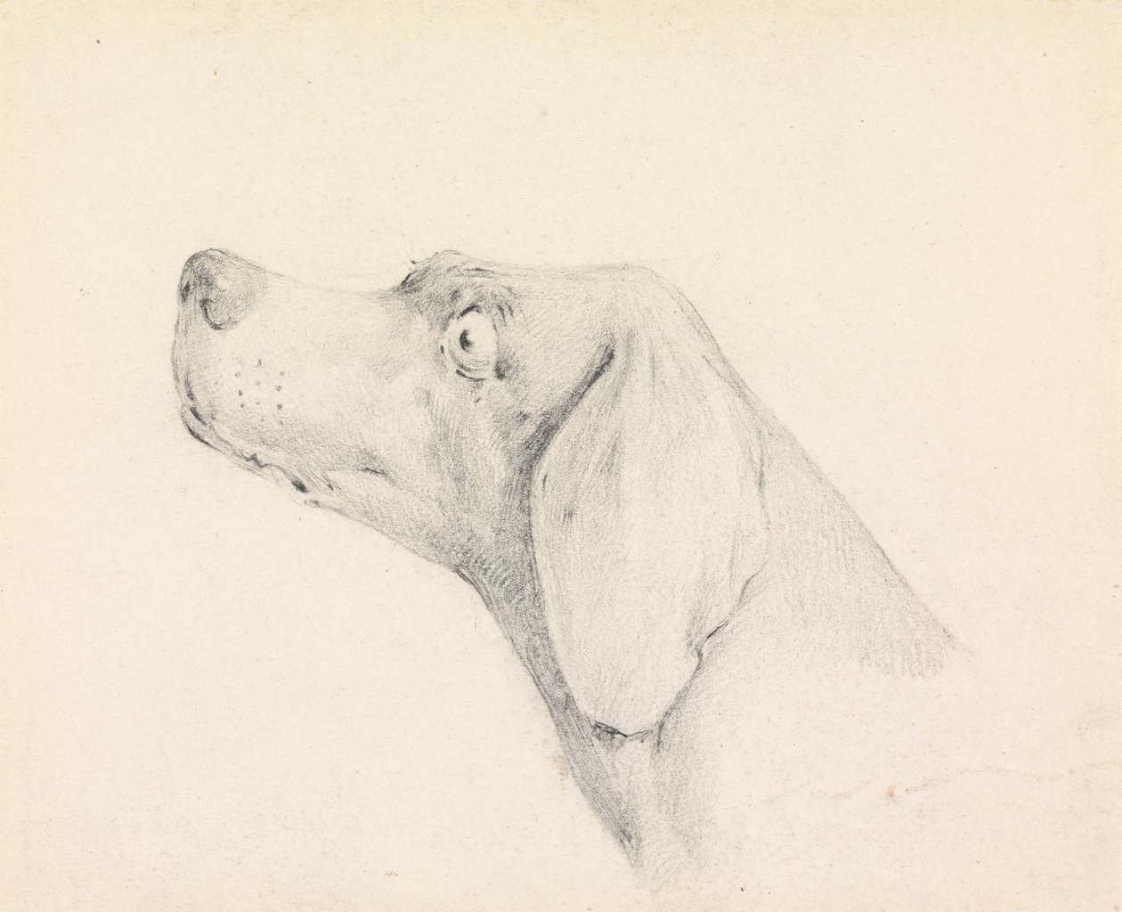 Cabeça de um pointer, de perfil à esquerda de Henry Thomas Alken