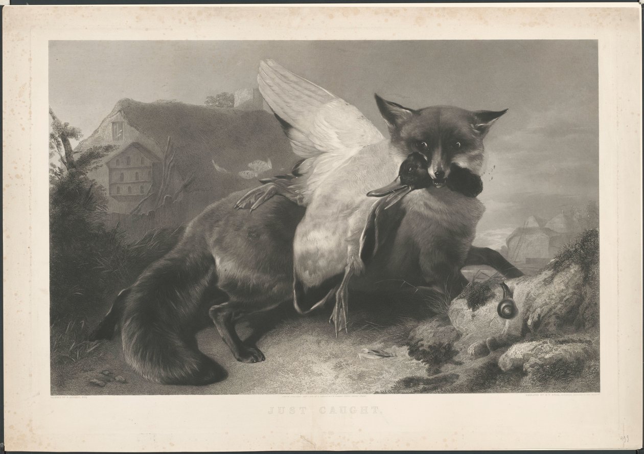 Acabou de ser pego: uma raposa roubou um pato. Para R. Ausdell. Com endereço de Gambart de Henry Thomas Ryall