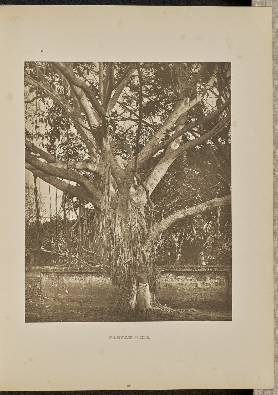 Banyan Tree, com caules jovens de Aërial de Henry W. Cave