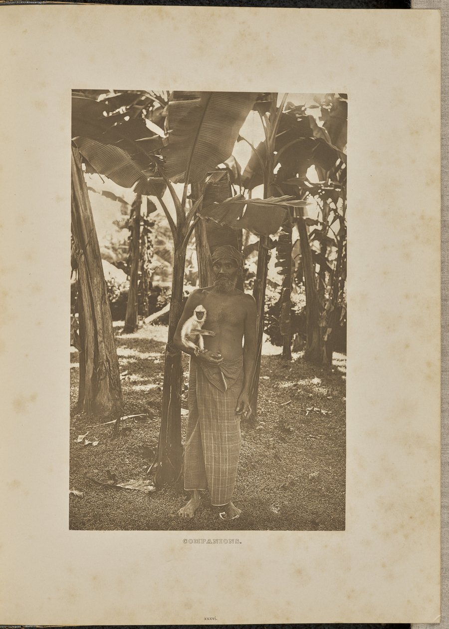 Companheiros de Henry W. Cave