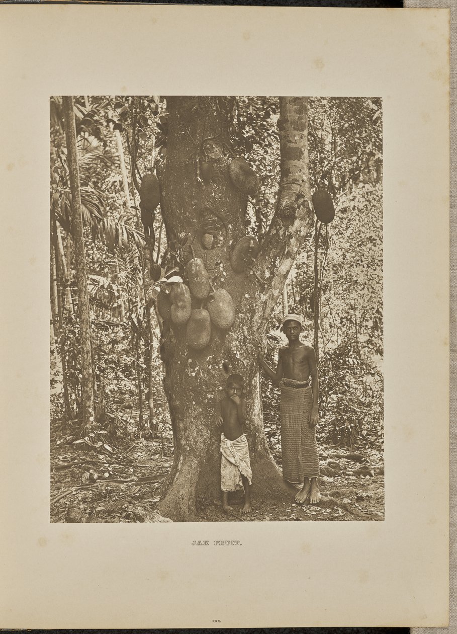 Fruta Jak de Henry W. Cave