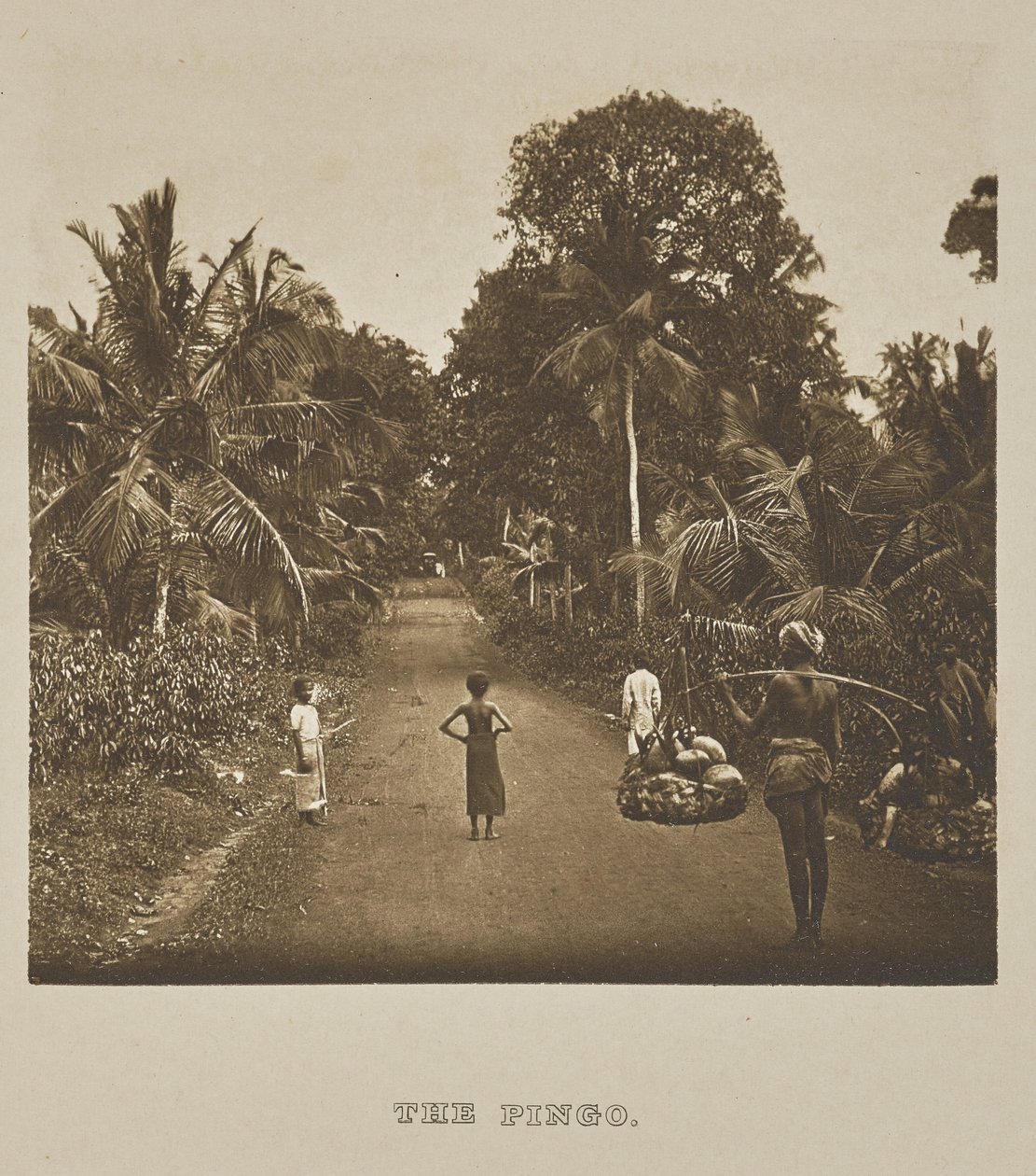 O Pingo de Henry W. Cave
