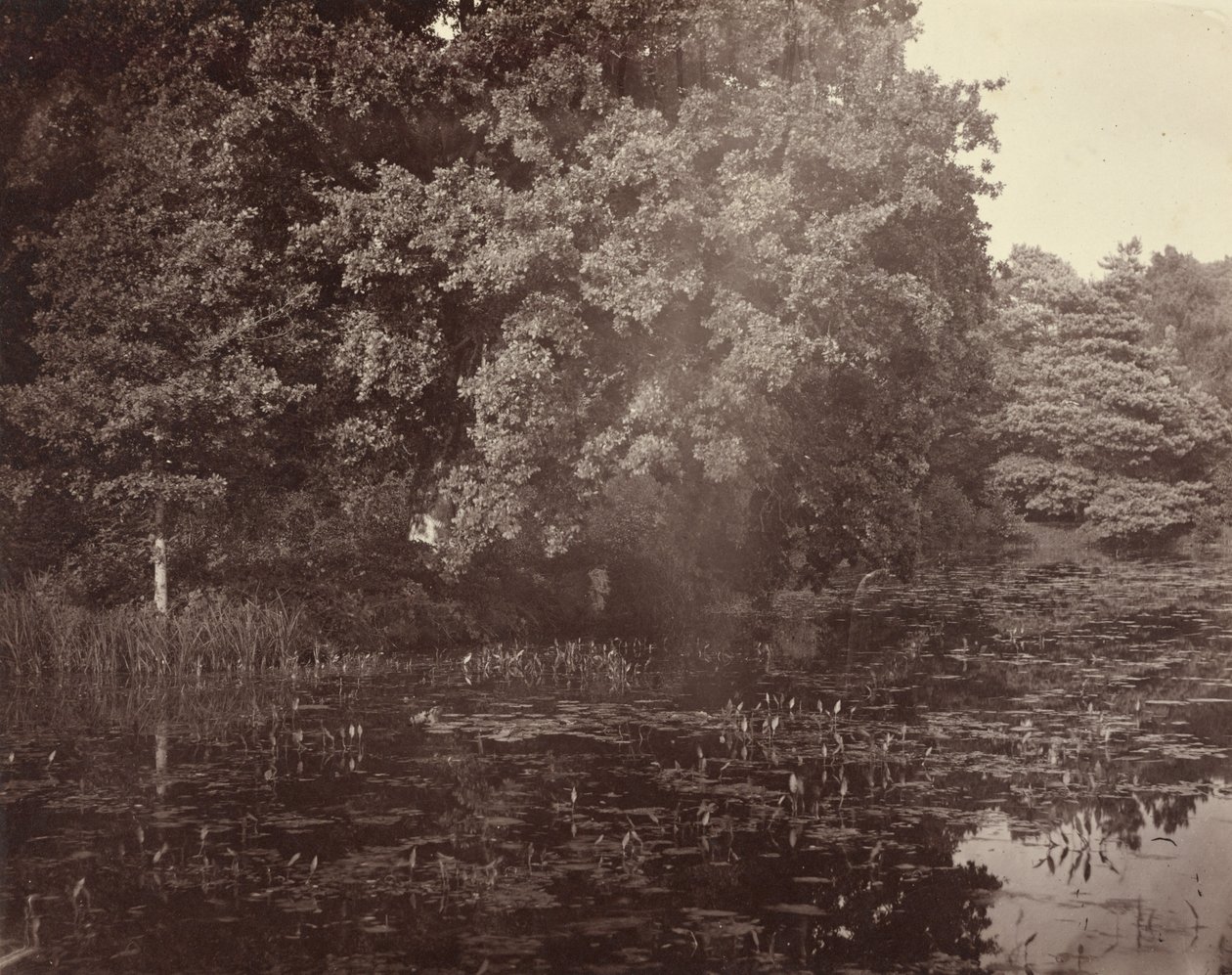 [Lago no parque, Surrey] de Henry White