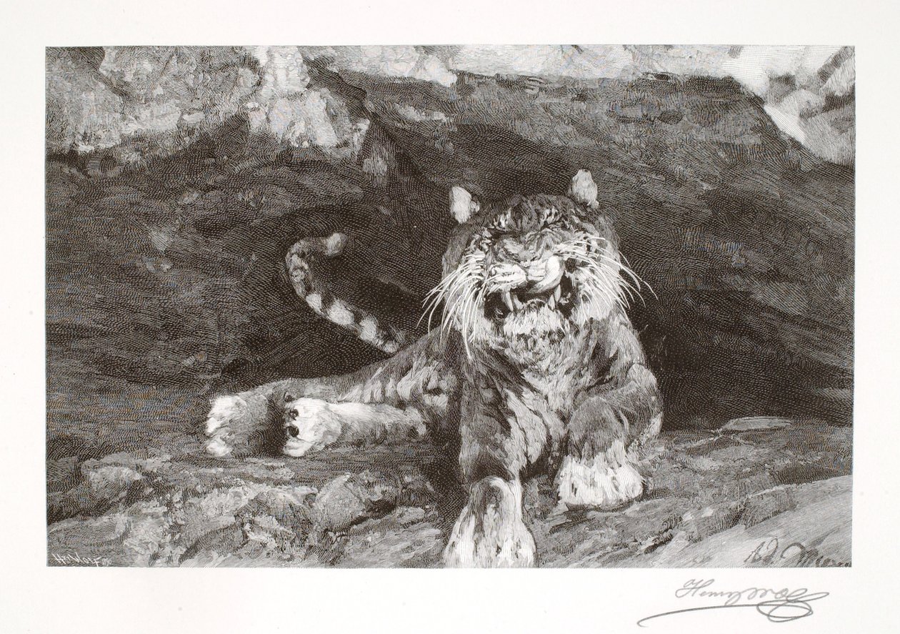 Tigre de Henry Wolf