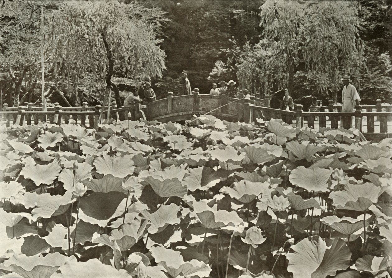 Lotus Pond, 1910. de Herbert Ponting
