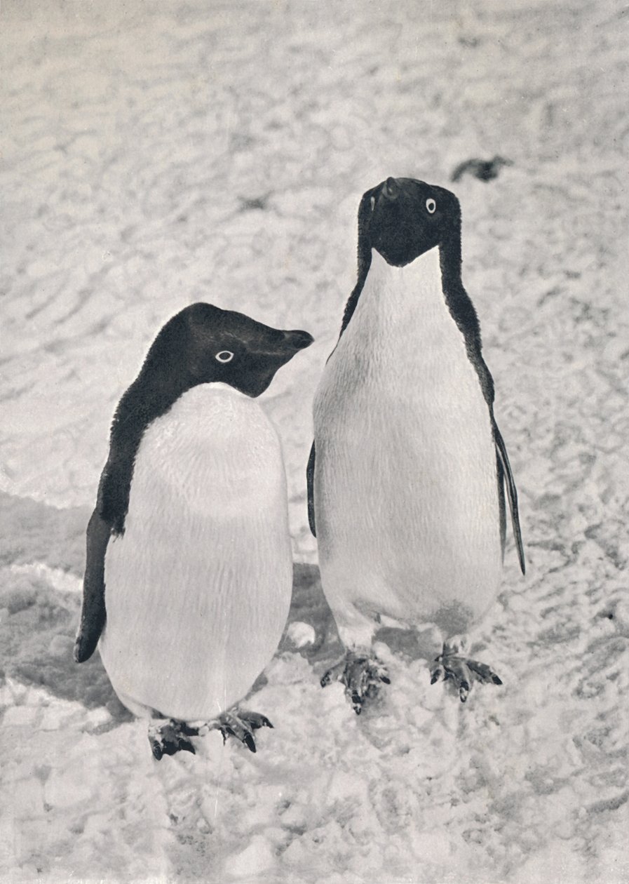 Um par de pinguins de Adélie, c1911, 1913 de Herbert Ponting