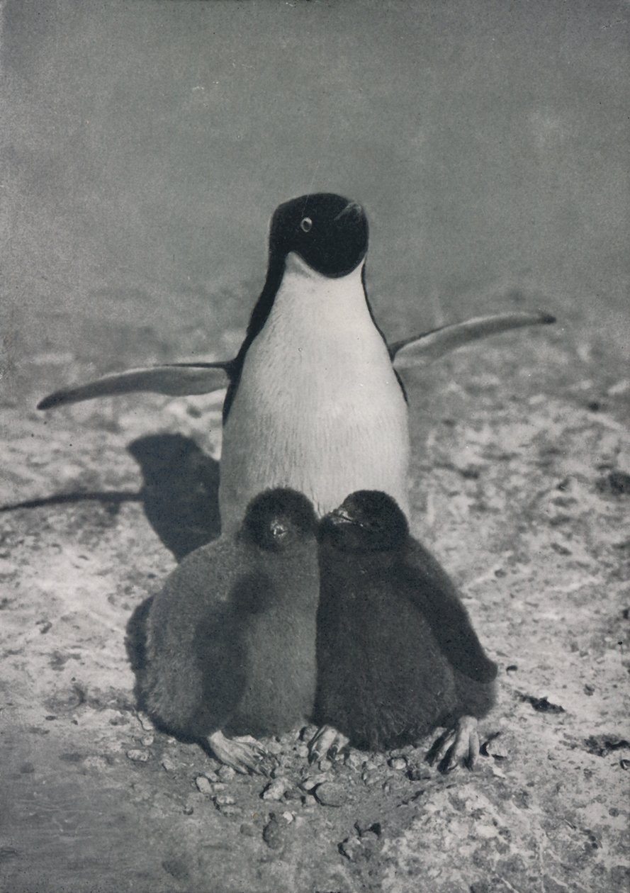 Uma Mãe Orgulhosa, c1911, 1913 de Herbert Ponting