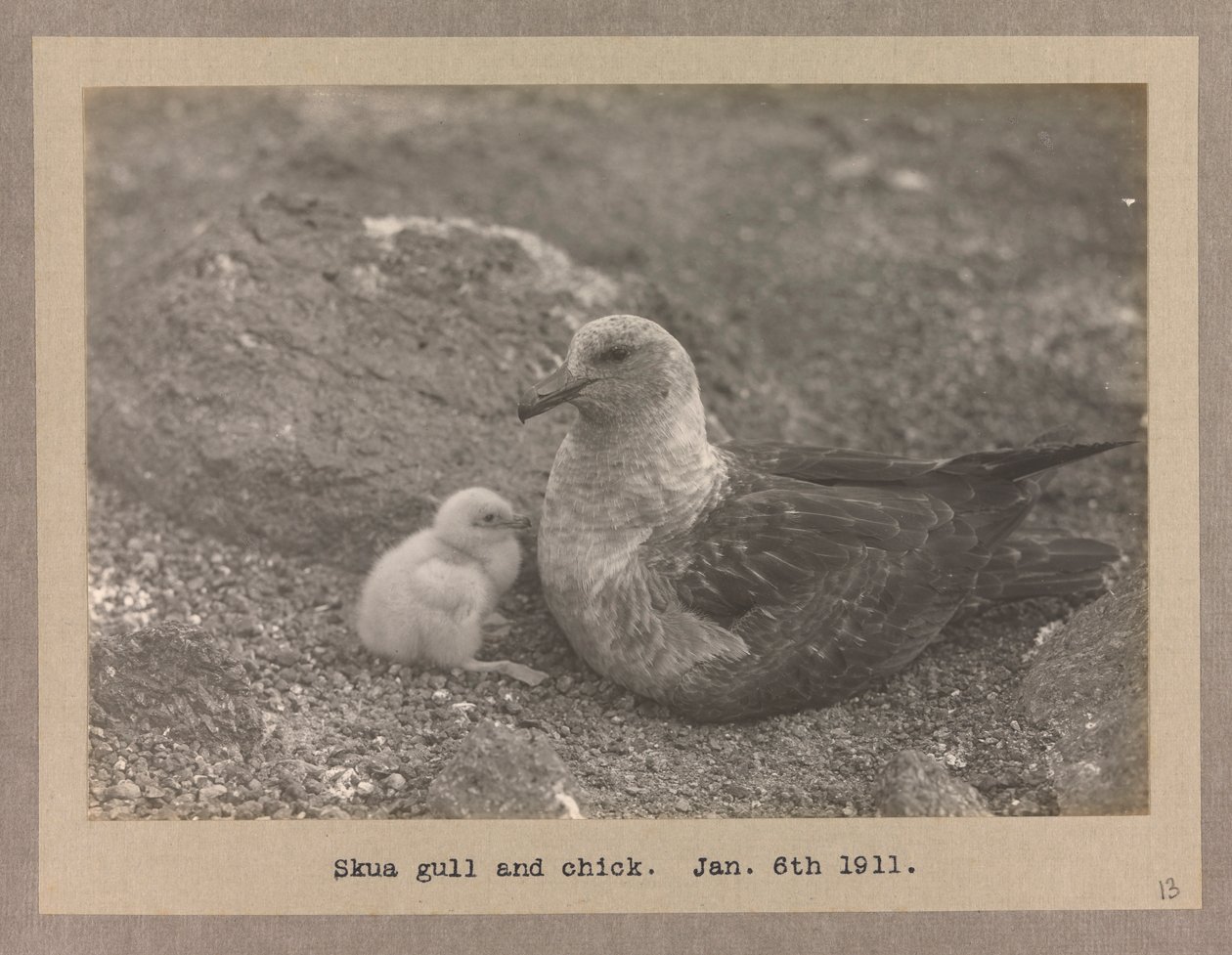 Uma gaivota Skua com a sua cria de Herbert Ponting