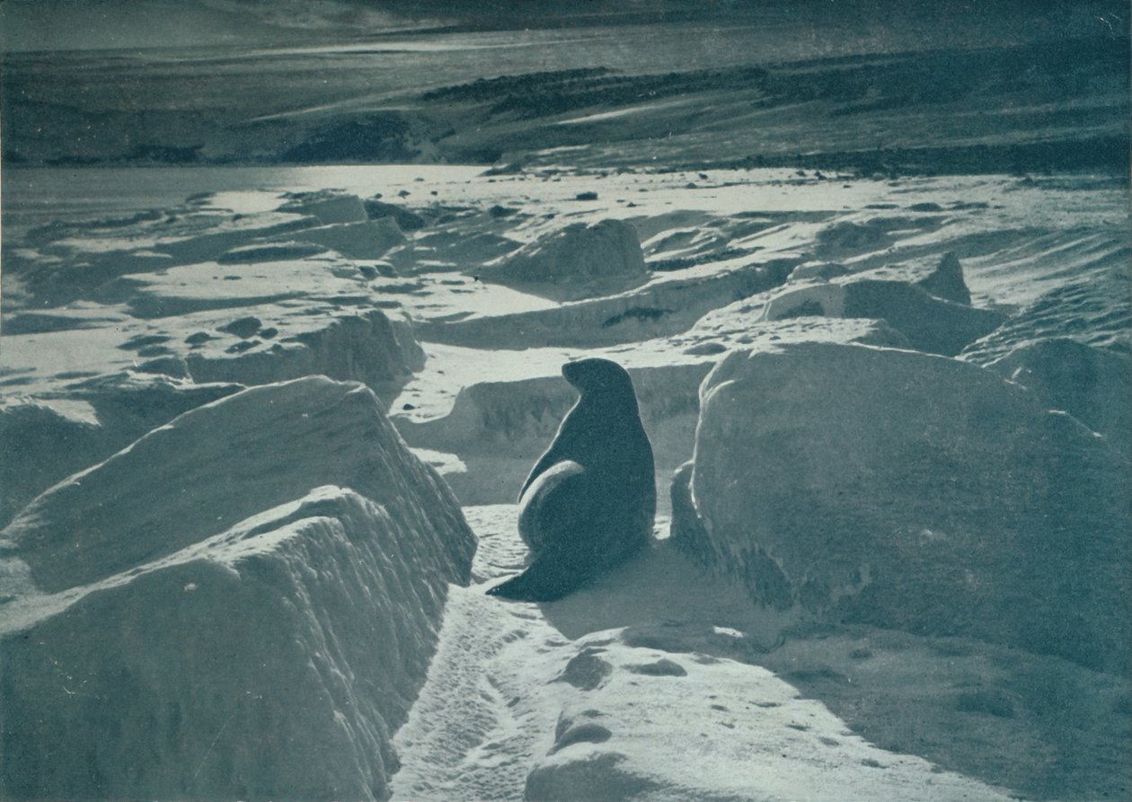 Um selo de Weddell na praia, c1911, 1913 de Herbert Ponting