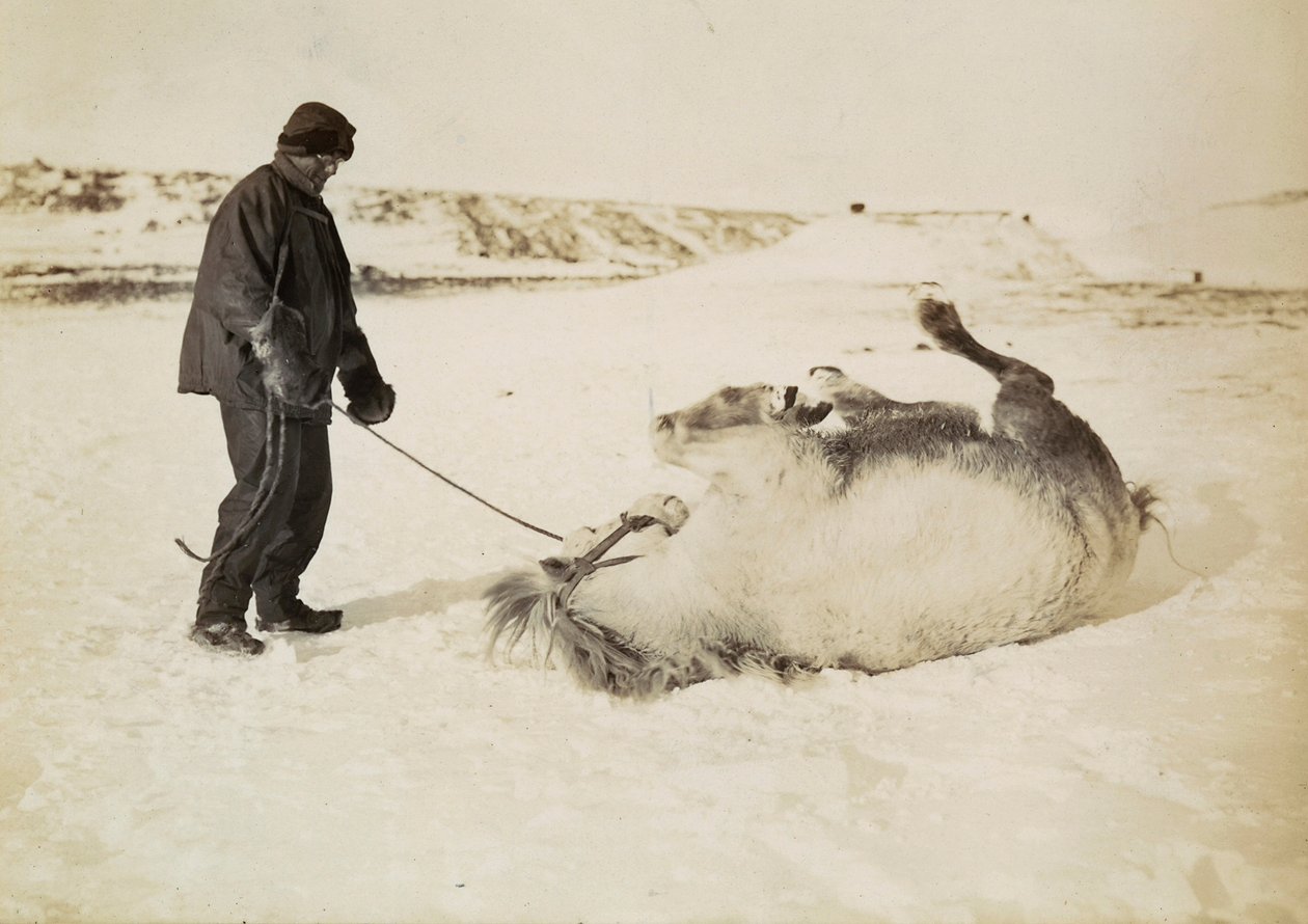 Um homem e o seu cavalo na neve de Herbert Ponting