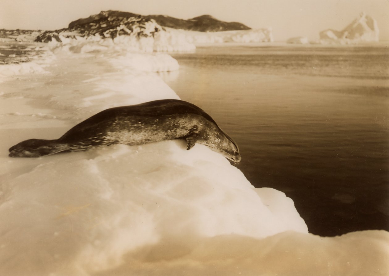 Um selo weddell prestes a mergulhar em West Beach, Cape Evans, Antártica, 1911. de Herbert Ponting