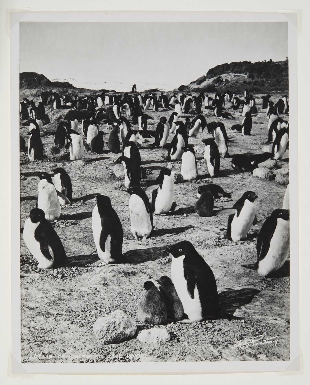 Pinguins de Adelie em Cape Royds (impressão de brometo) de Herbert Ponting